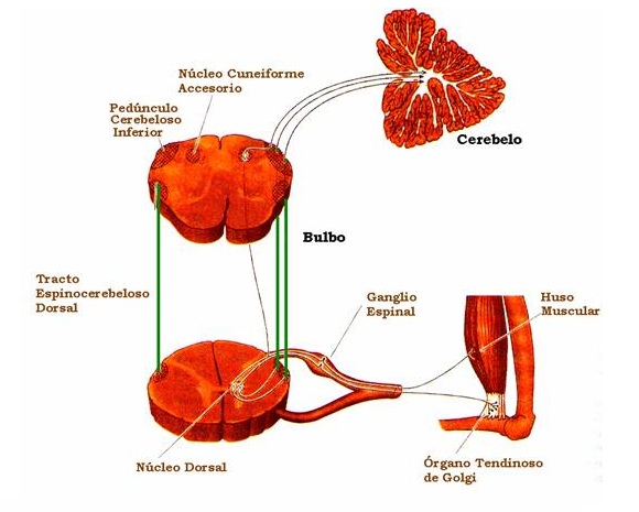 Organo de Golgi