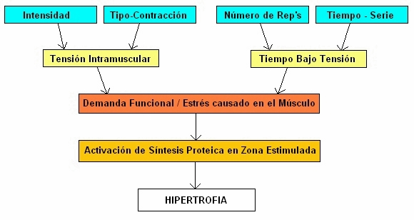 Estimulando la Hipertrofia