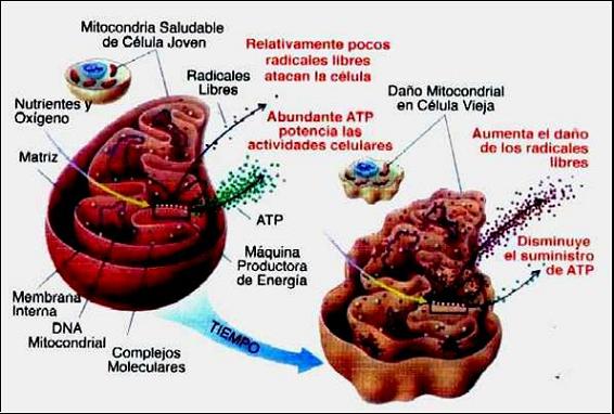 mitocondrias