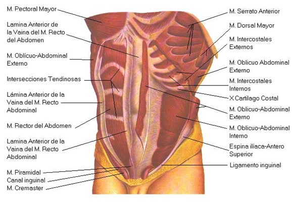 Abdominales