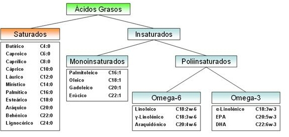 Acidos Grasos