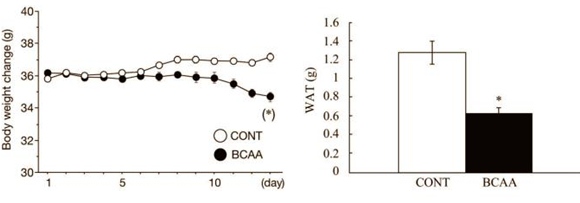 MASmusculo BCAA