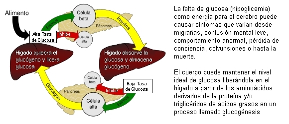 Carbohidratos y Hormonas