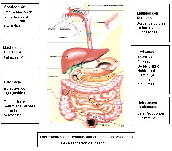 Digestión