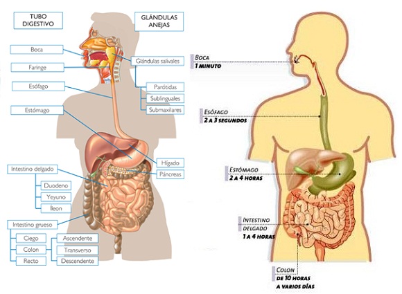 Digestión