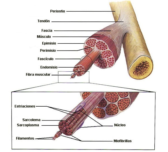 Fascia Muscular