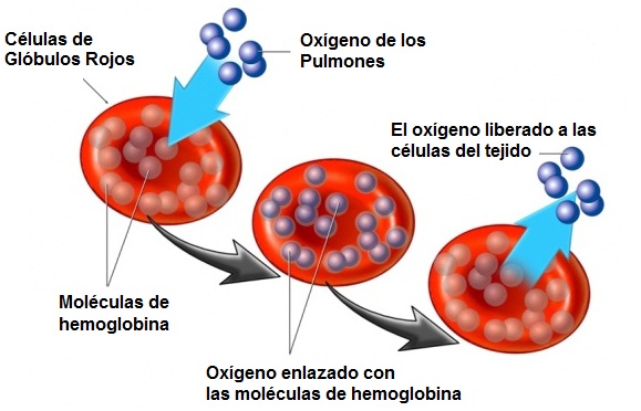 Hemoglobina