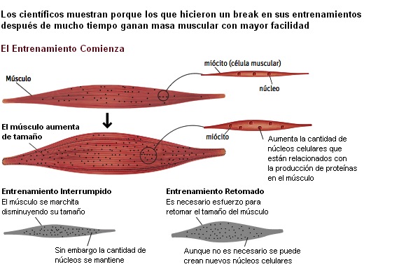 Memoria Muscular