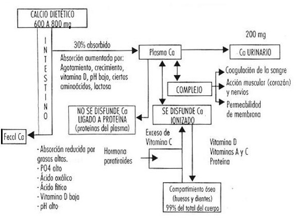 Metabolismo del Calcio