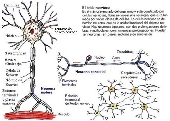 Neuronas