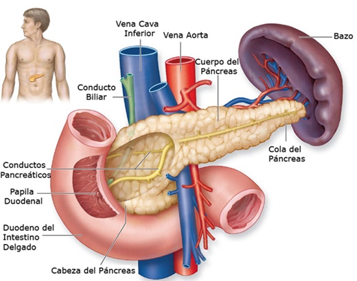 Pancreas