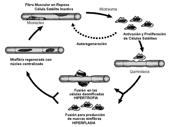 Células Satélites