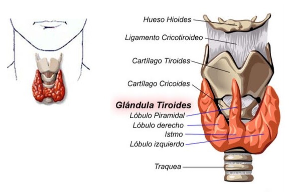 Tiroides