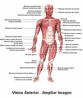 Musculos