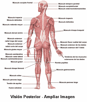 Musculos