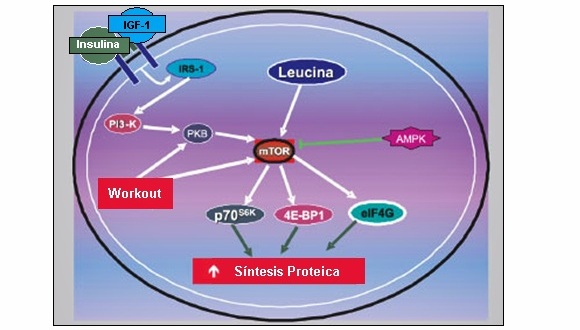 Leucina y Síntesis Proteica