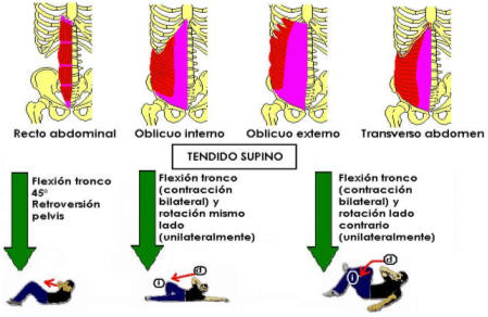 Abdominales