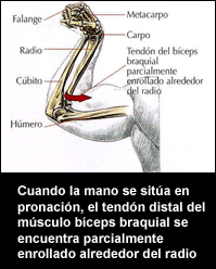 Posición Bíceps