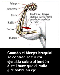 Posición del Bíceps