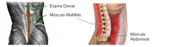 Ejercicios Multifidos